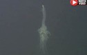 Video: Thả camera sâu 1.300m, phát hiện sinh vật kỳ dị chưa từng thấy
