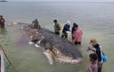 Điều gây rùng mình trong bụng cá voi dài 9m dạt bờ ở Indonesia