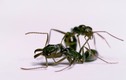 Video: Đàn kiến hung hãn cắt đầu đối phương mang về trang trí tổ