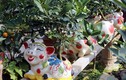 Heo vàng 5 triệu đồng cõng quất bonsai chào tết Kỷ Hợi 2019