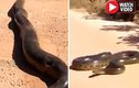 Video: Khiếp đảm chạm trán “trăn khủng nhất thế giới” dài 10m