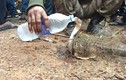 Video: Rắn hổ mang "thành tinh", đòi uống nước sau 4 ngày mắc kẹt