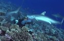 Video: Thợ lặn bị 6 cá mập bao vây, cắn thẳng vào mặt