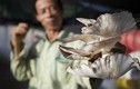"Đột nhập" trang trại trồng nấm bào ngư lớn nhất huyện đảo Phú Quốc
