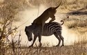 Video: Sư tử lao nhanh như chớp tấn công ngựa vằn