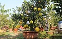 “Siêu” cây 11 loại quả ở Hà Nội: Đại gia Sài thành ra đặt mua