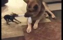 Video: Phì cười với cuộc chiến giành tất của chó cưng