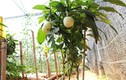 Đặc sản Tết: Trồng dưa pepino tí hon vào chậu, không lo đụng hàng