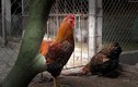 Đại gia Đài Loan chi 70 triệu mua 6 con gà khổng lồ ăn Tết