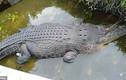 Nhà khoa học bị cá sấu dài hơn 5 mét kéo xuống hồ ăn sống
