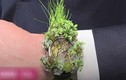 Video: Độc đáo bộ sưu tập đồng hồ từ hoa cỏ thật