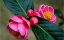 6 loại hoa hút tài đón lộc trong ngày Tết Nguyên Đán 2019