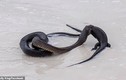Video: Kinh dị cảnh rắn độc ăn thịt thằn lằn khổng lồ giữa bãi biển