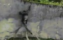 Video: Chú vượn thoát khỏi sở thú bằng cách cực thông minh