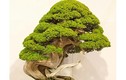 Trộm lẻn vào vườn bonsai 5.000 ha, trộm 7 cây quý gần 3 tỷ đồng