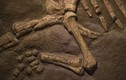 Sửa nhà tá hoả phát hiện bộ xương nghi của khủng long