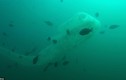 Video: Thợ lặn hãi hùng vì sinh vật như “bao cao su khổng lồ”