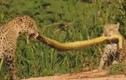 Video: Hai mẹ con báo đốm “làm thịt” quái vật đầm lầy ở Brazil