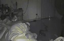 Video: Kinh hoàng trăn nửa đêm lừ lừ chui vào phòng ngủ tấn công cụ bà