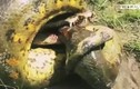 Video: Bị trăn Anaconda khổng lồ siết, cá sấu tung đòn cuối cắn chặt đầu trăn