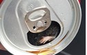 Choáng váng thấy chuột chết dưới đáy lon nước Coca Cola