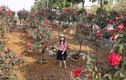 Vườn hồng cổ TQ bạc tỷ đẹp như mơ độc nhất vô nhị ở Lai Châu