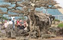 Dành 10 năm biến cây sanh "xấu xí" thành tác phẩm nghìn đô