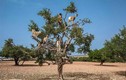 Video: Sự thật về những chú dê 'đậu' trên cây ở Ma Rốc