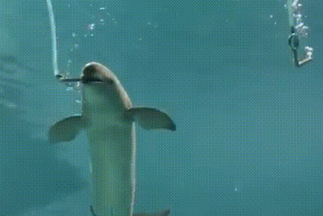 Video: Cá heo biết thổi bóng nước hình chữ O