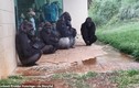 Video gia đình khỉ đột hớt hải tìm chỗ trú mưa như người gây sốt