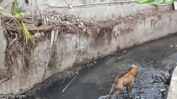Video: Chó nhà dùng chiến thuật "xa luân chiến" cắn xé rắn hổ mang chúa