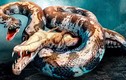 Video: Loài rắn khổng lồ còn đáng sợ hơn cả khủng long bạo chúa