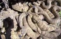 Video: Rùng mình thâm nhập ổ rắn chuông cực độc