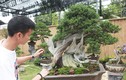 Hoa mắt vườn bonsai Nhật tiền tỷ giữa đất Bắc Giang