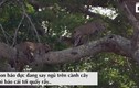 Video: Báo đực phớt lờ cả bạn tình vì mải "ngủ nướng"