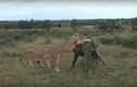 Video: Trâu rừng kêu lớn cầu cứu khi bị đàn sư tử vây quanh