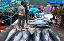 Làng câu cá ngừ đại dương kiếm 1.000 tỷ mỗi năm ở miền Trung
