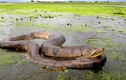 Video: Trăn Anaconda - quái vật khổng lồ đáng sợ nhất đầm lầy Amazon