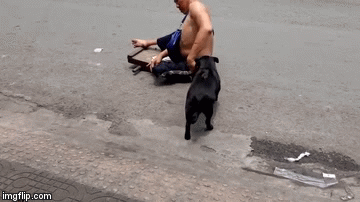 Video: Xúc động chó cưng không chê chủ nghèo, phụ giúp kiếm tiền