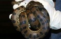 Trăn anaconda 3 mét trinh sản, tự đẻ hai con không cần thụ tinh