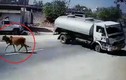 Video: Khoảnh khắc xe bồn bẻ lái 180 độ tránh bò lững thững sang đường