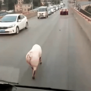 Video: Lợn 'catwalk' gây tắc đường trên cao tốc Trung Quốc