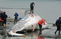 Video: Bất chấp chỉ trích, Nhật Bản sắp trở lại đánh bắt cá voi thương mại