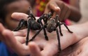 Video: Trải nghiệm ăn nhện độc ngon như cua ở Thái Lan
