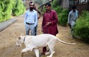 Đại gia Pakistan nuôi sư tử làm thú cưng