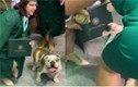 Bị chó "cắn nát" bằng tốt nghiệp vì mải selfie
