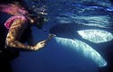 Video: Trải nghiệm bơi cùng cá voi sát thủ ở New Zealand