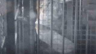 Video: Bị sư tử tấn công, nhân viên vườn thú thoát chết trong gang tấc