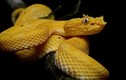 Video: Cách săn mồi của loài rắn độc nhất thế giới
