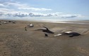 Hãi hùng hình ảnh hàng chục con cá voi chết khô trên bãi biển